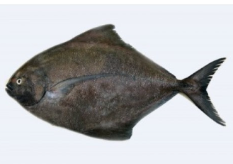 Black Pomfret/Karutha Avoli Whole,(500g), Gross Weight Before Cleaning/Cutting